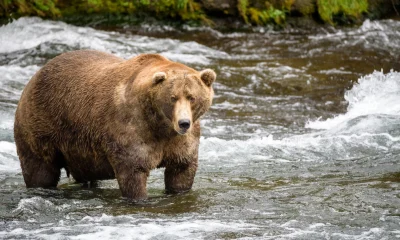 Brown bears in the wild