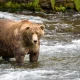 Brown bears in the wild