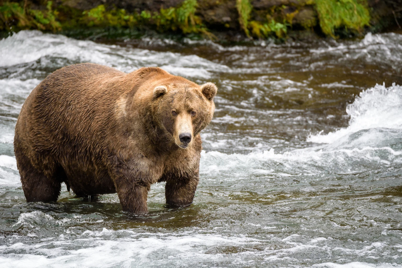 Brown bears in the wild