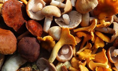 Aloha Medicinals launches FungiFuse | Food Business News