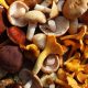 Aloha Medicinals launches FungiFuse | Food Business News