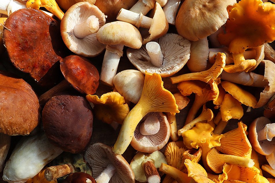Aloha Medicinals launches FungiFuse | Food Business News