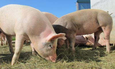 New Hampshire Man Survives Record 271 Days With Pig Kidney