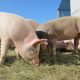 New Hampshire Man Survives Record 271 Days With Pig Kidney