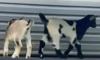 North Carolina Boy Faces Six Rabies Shots After Mobile Petting