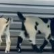 North Carolina Boy Faces Six Rabies Shots After Mobile Petting