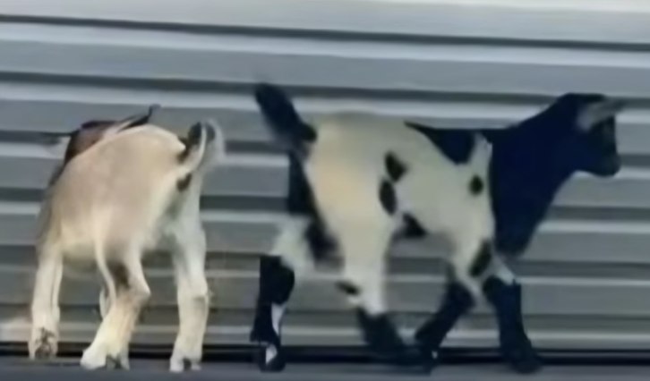 North Carolina Boy Faces Six Rabies Shots After Mobile Petting