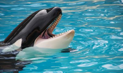 Orca
