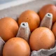 Happy Hens organic eggs recalled after salmonella sickens 23 people