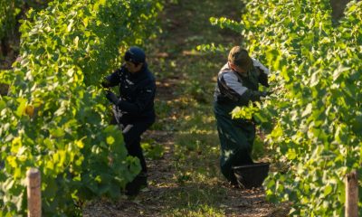 Migration obsession puts economy at risk, employers warn