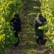 Migration obsession puts economy at risk, employers warn
