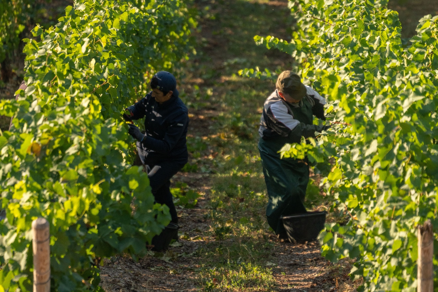 Migration obsession puts economy at risk, employers warn