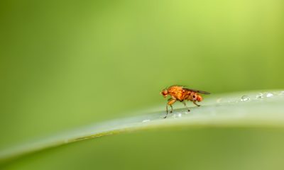 Scientists Complete Second Full Map Of Fruit Fly Brain, Charting