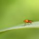 Scientists Complete Second Full Map Of Fruit Fly Brain, Charting