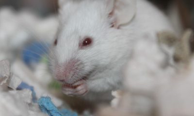 scientists discover how to prevent obesity in mice