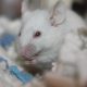scientists discover how to prevent obesity in mice