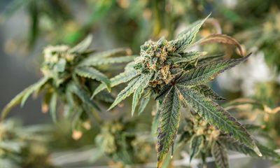 Growing Method, Freshness, Aroma and Batch Testing