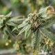 Growing Method, Freshness, Aroma and Batch Testing