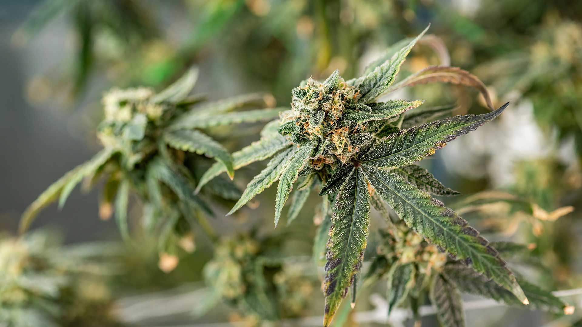 Growing Method, Freshness, Aroma and Batch Testing
