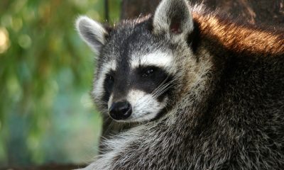 Two More Rabid Raccoons Found in Bay Shore and Babylon
