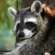 Two More Rabid Raccoons Found in Bay Shore and Babylon