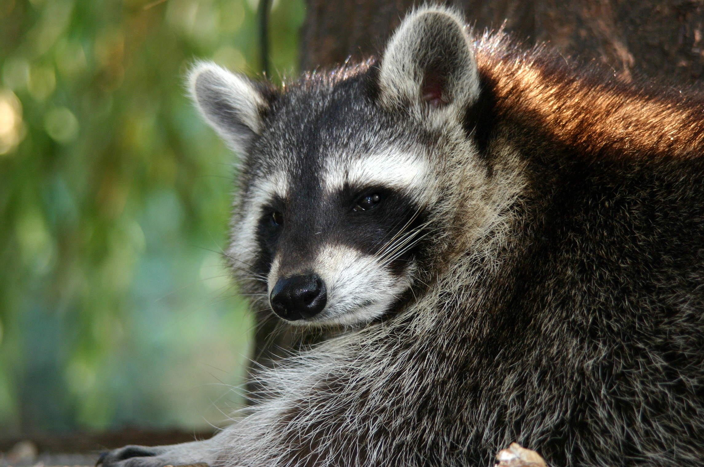 Two More Rabid Raccoons Found in Bay Shore and Babylon