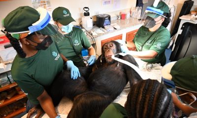 Chimps once used for hepatitis B vaccine research receive care
