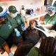 Chimps once used for hepatitis B vaccine research receive care