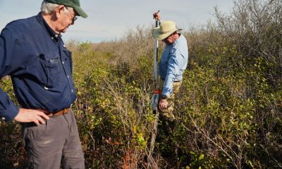 In North Carolina, a race is on to restore critical peatland before it dries up or is destroyed