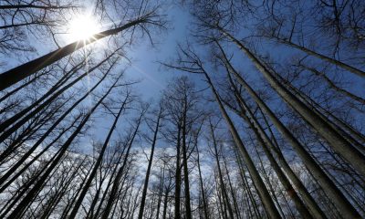 US Forest Service closing 23 research stations as part of reorganization