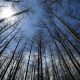 US Forest Service closing 23 research stations as part of reorganization