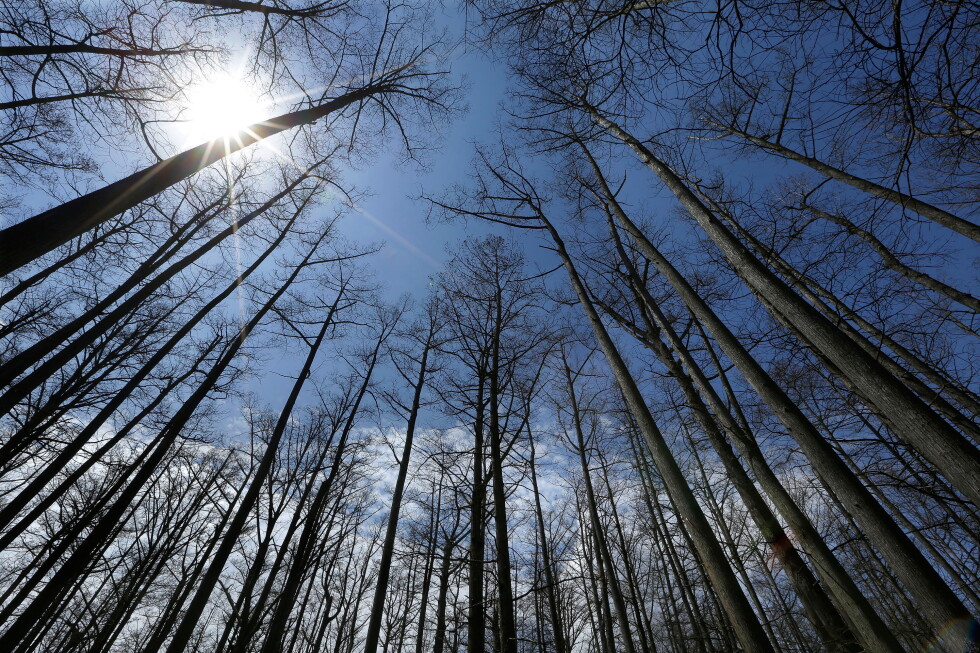 US Forest Service closing 23 research stations as part of reorganization