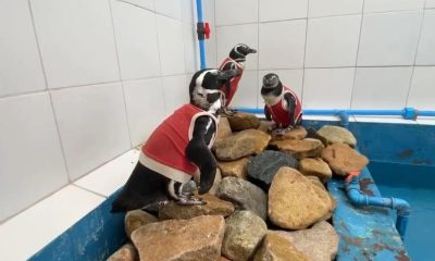 Copper vests help Chile's penguins heal