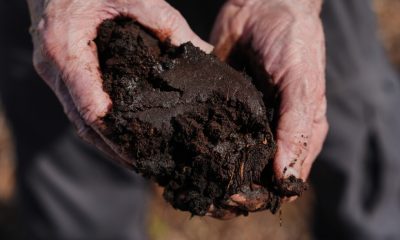 Takeaways from AP story on a major effort to restore peatland in North Carolina