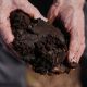 Takeaways from AP story on a major effort to restore peatland in North Carolina