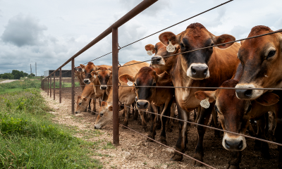 Missouri farmer calls for country of origin labeling on imported beef