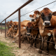 Missouri farmer calls for country of origin labeling on imported beef