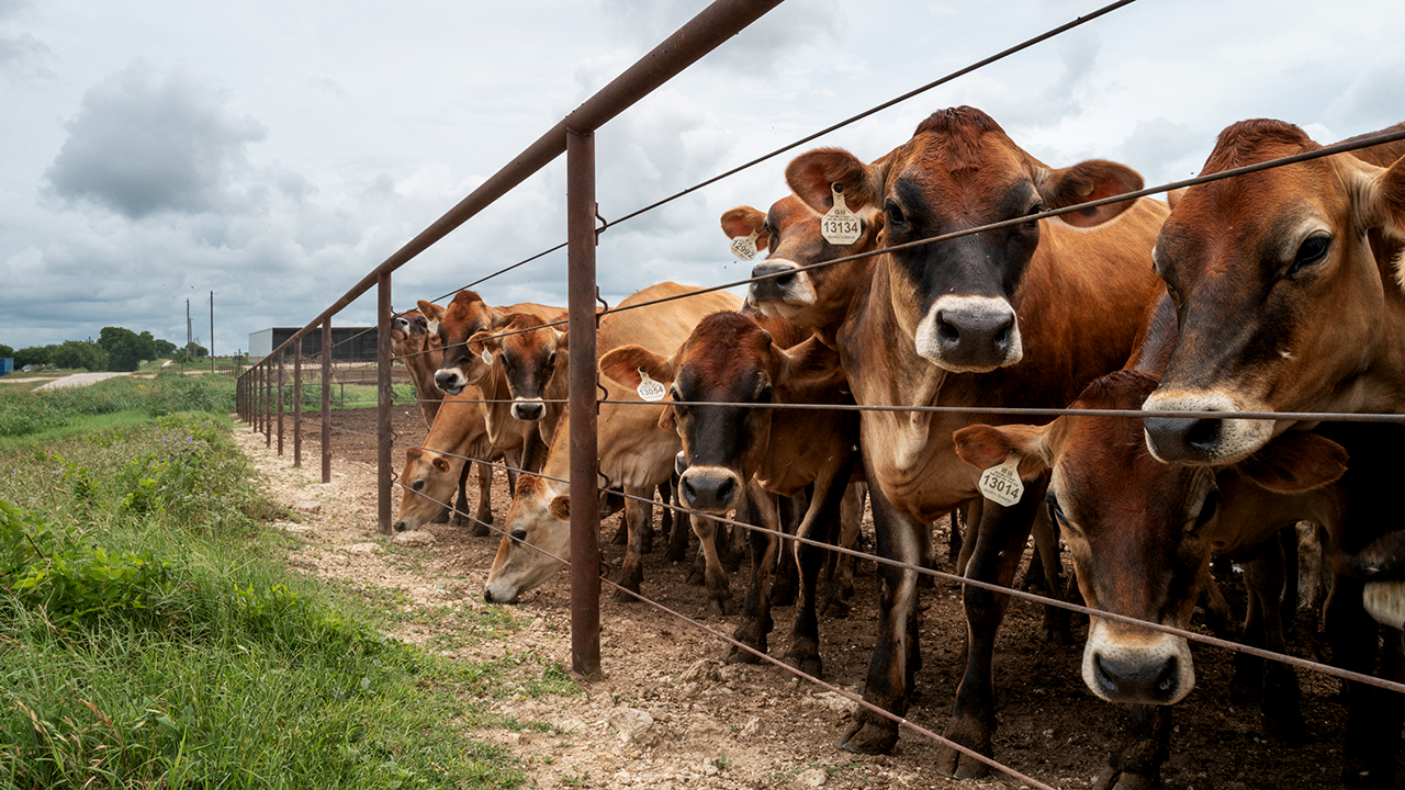 Missouri farmer calls for country of origin labeling on imported beef