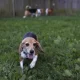 GettyImages-1413516558-A-Dog-Nearly-Died-From-Eating-a-Common-Plant-His-Owner-Is-Now-Pushing-for-Pet-Friendly-Warning-Labels
