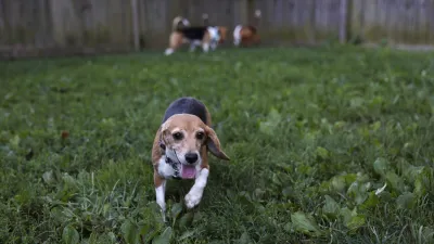 GettyImages-1413516558-A-Dog-Nearly-Died-From-Eating-a-Common-Plant-His-Owner-Is-Now-Pushing-for-Pet-Friendly-Warning-Labels
