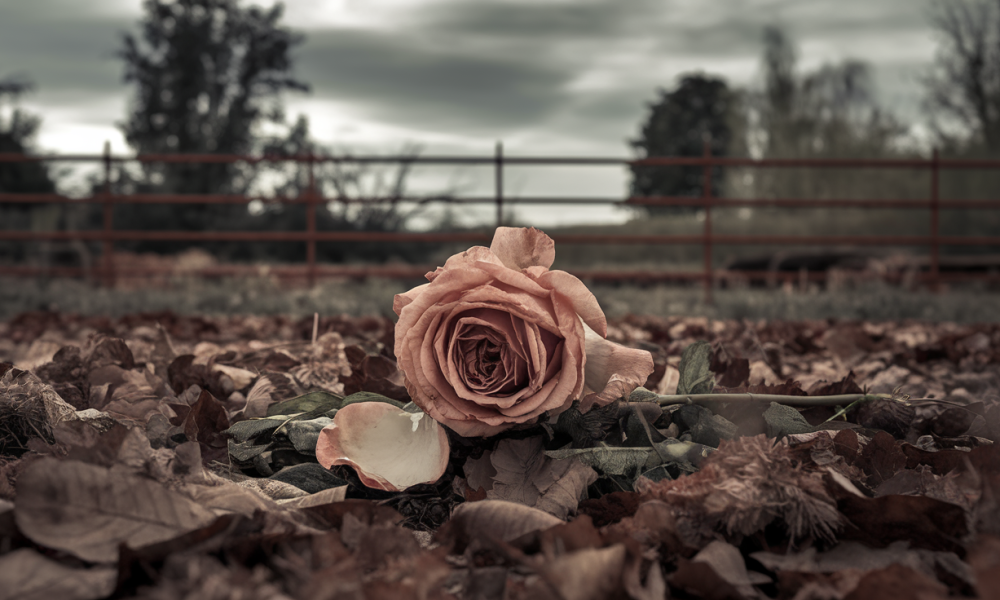 the name of the rose
