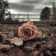 the name of the rose