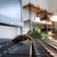software bug