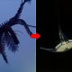 nc state feather star robot 3d